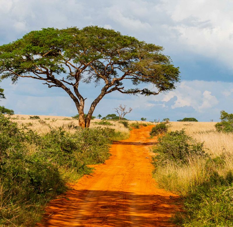 7-days-murchison-chimpanzees-and-gorilla-safaris