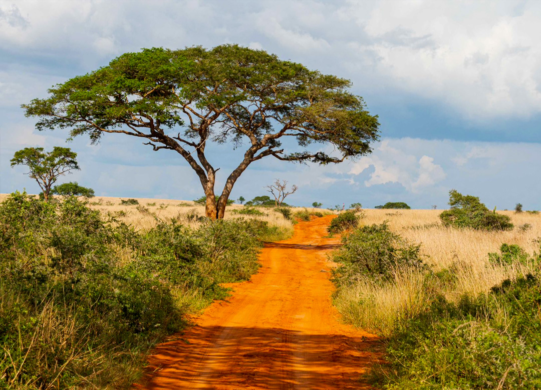 7-days-murchison-chimpanzees-and-gorilla-safaris