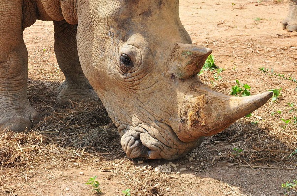 rhinos at uwec entebbe