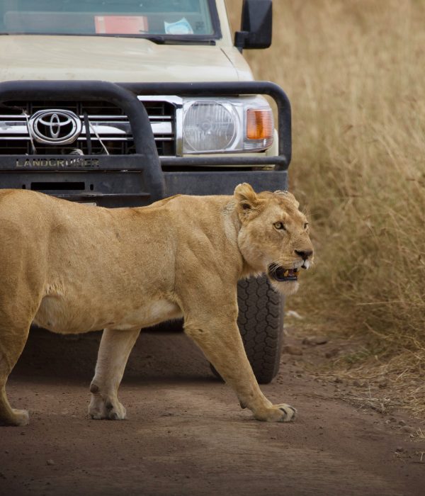 Top 10 Uganda safaris You Must Book in 2026