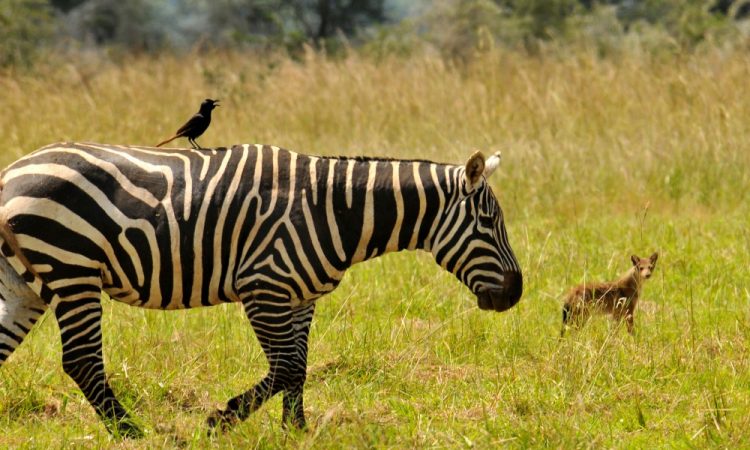 3 Days Lake Mburo National Park Safari