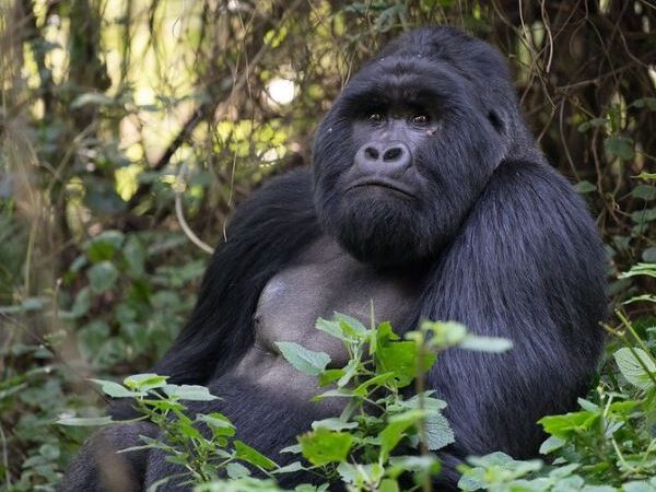 Are There Gorilla Trekking Permits Available in June