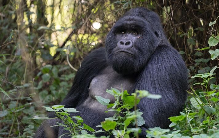 Are There Gorilla Trekking Permits Available in June