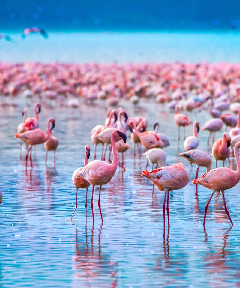 3 Days Lake Nakuru National Park Safari