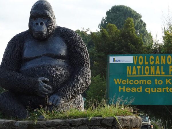 Is 70 Too Old for Gorilla Trekking in Uganda?