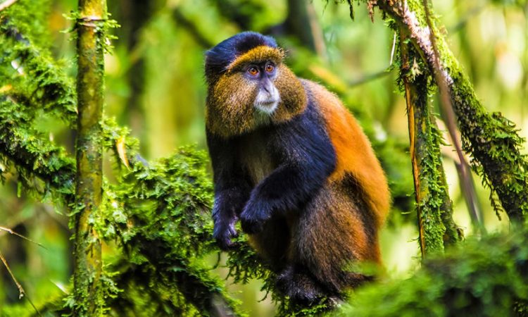7 Days Uganda and Rwanda Wildlife & Primate Safari