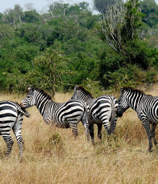 Uganda safari Circuits