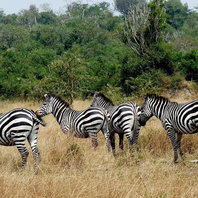 8 Days Uganda Classic Safari