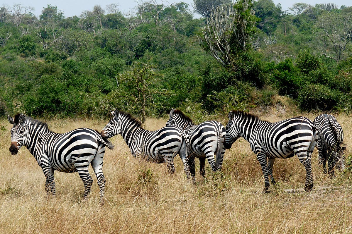 8 Days Uganda Classic Safari
