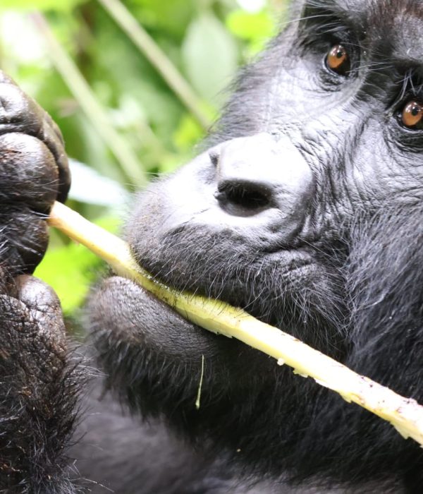 Can I Do Gorilla Trekking Twice in Uganda