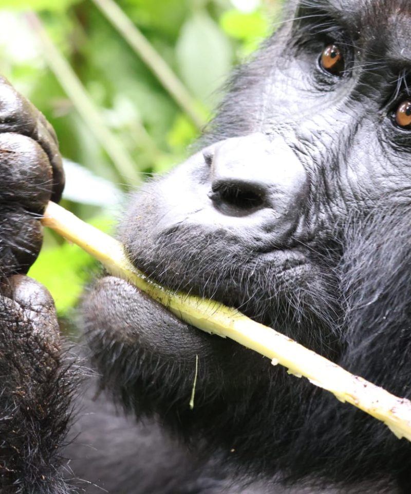 Can I Do Gorilla Trekking Twice in Uganda