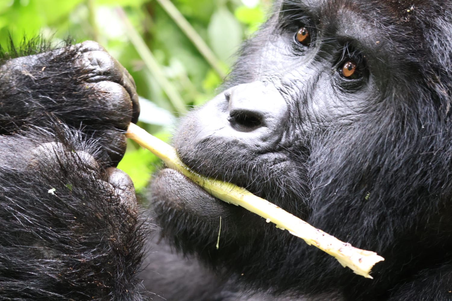 Can I Do Gorilla Trekking Twice in Uganda