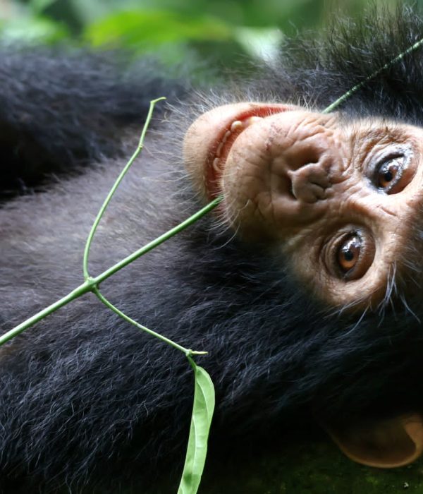 Chimpanzee Habituation in Kibale National Park