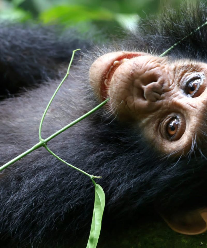 4 Days Gorilas and Kyambura Chimpanzee Trekking