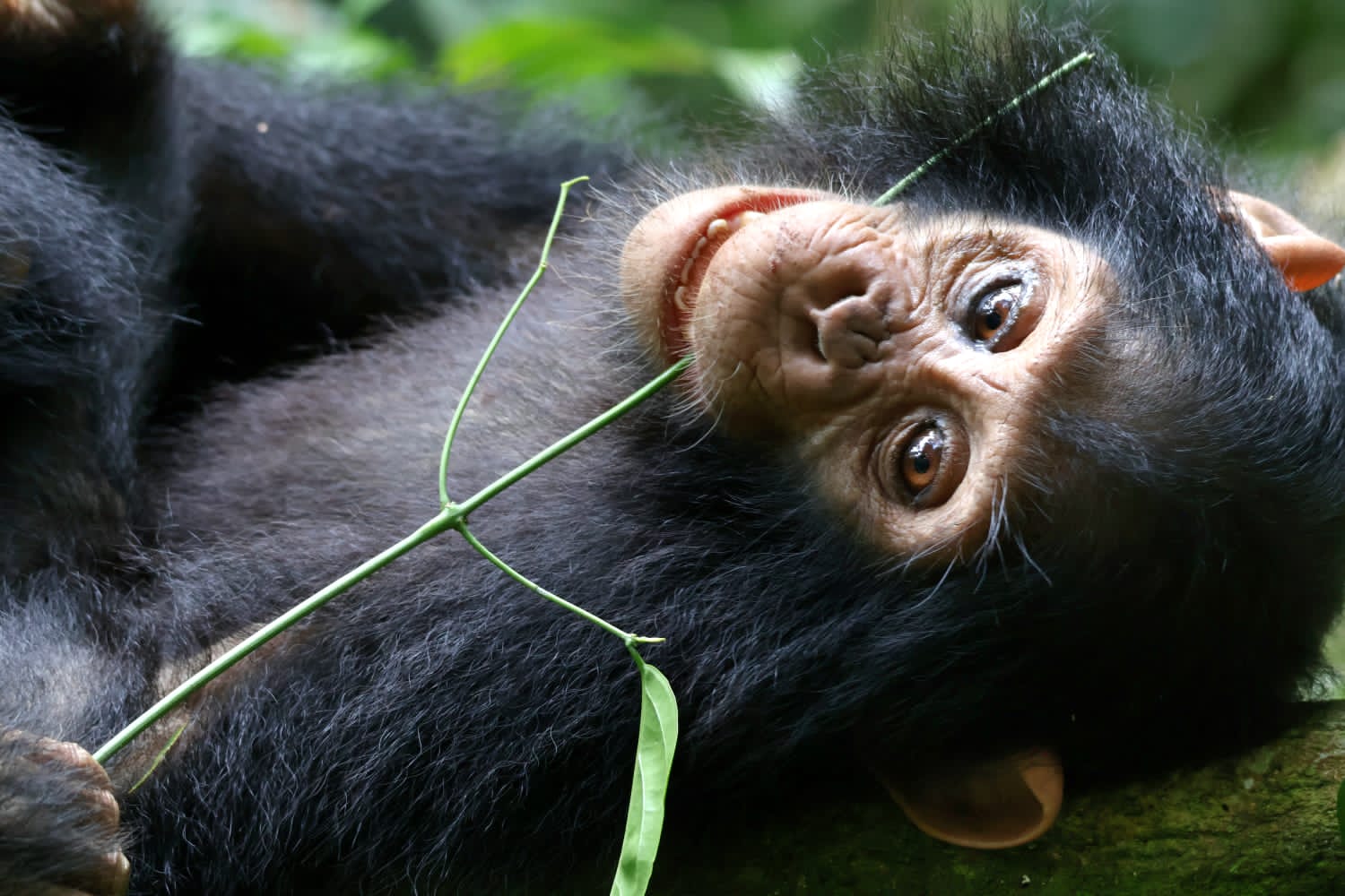 4 Days Gorilas and Kyambura Chimpanzee Trekking