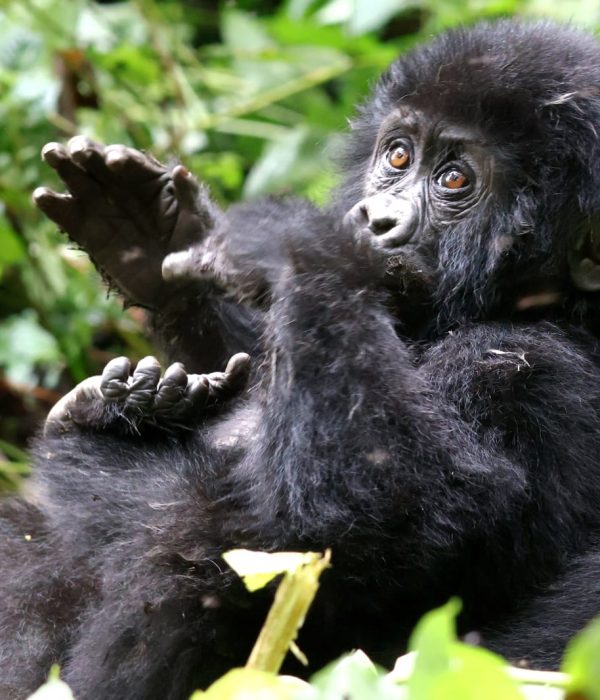 Do Couples Use One Gorilla Trekking Permit?