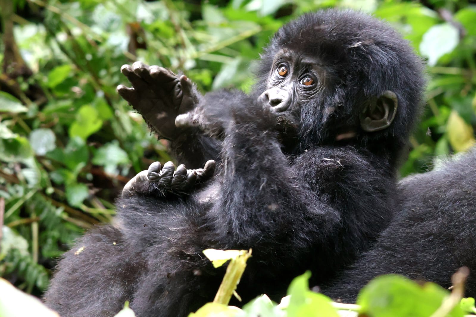 Do Couples Use One Gorilla Trekking Permit?