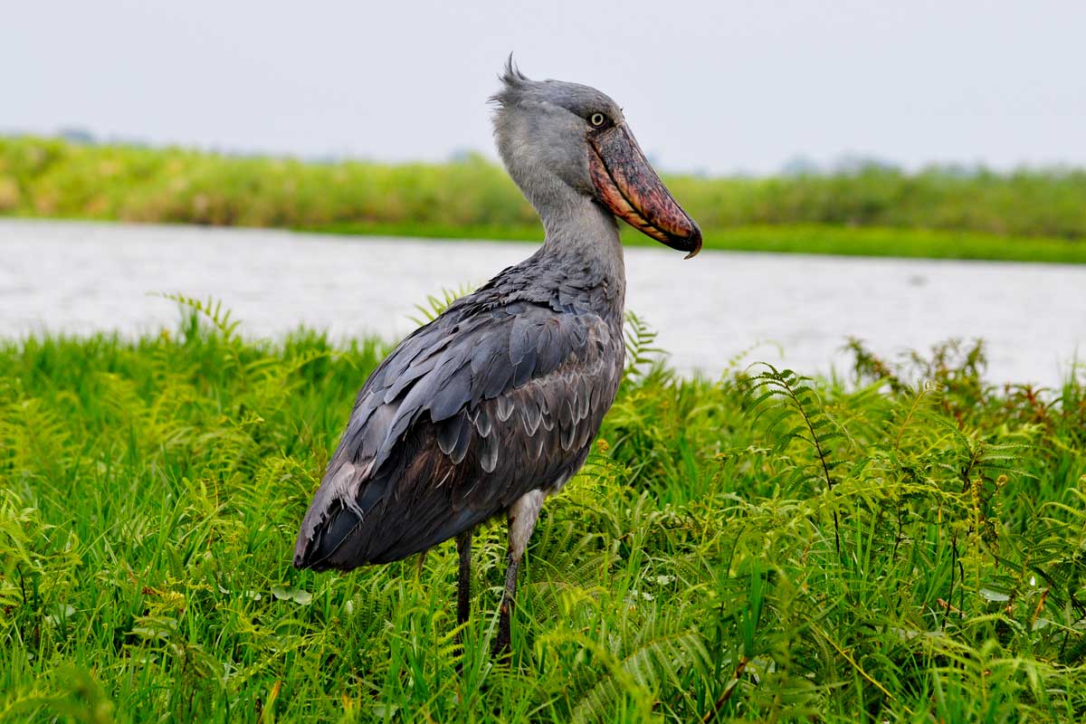 Mabamba Bay Wetland