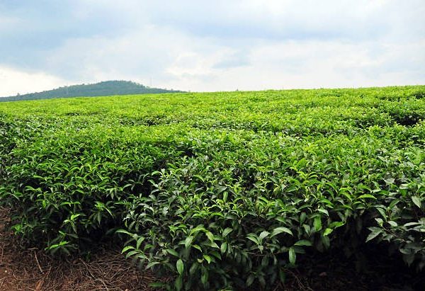 Agro Tourism Uganda Safaris.