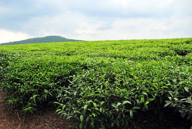 Agro Tourism Uganda Safaris.
