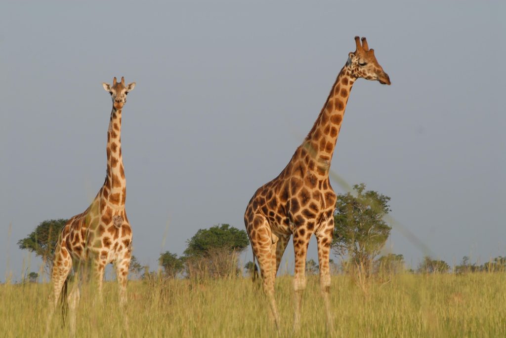 Travel to Uganda
