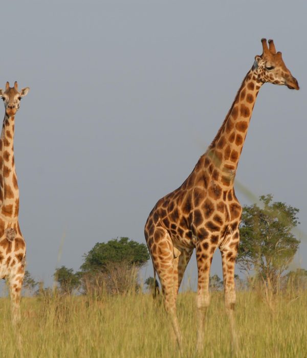 Travel to Uganda