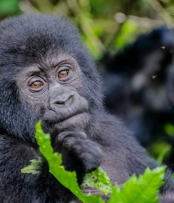 best African safari in December