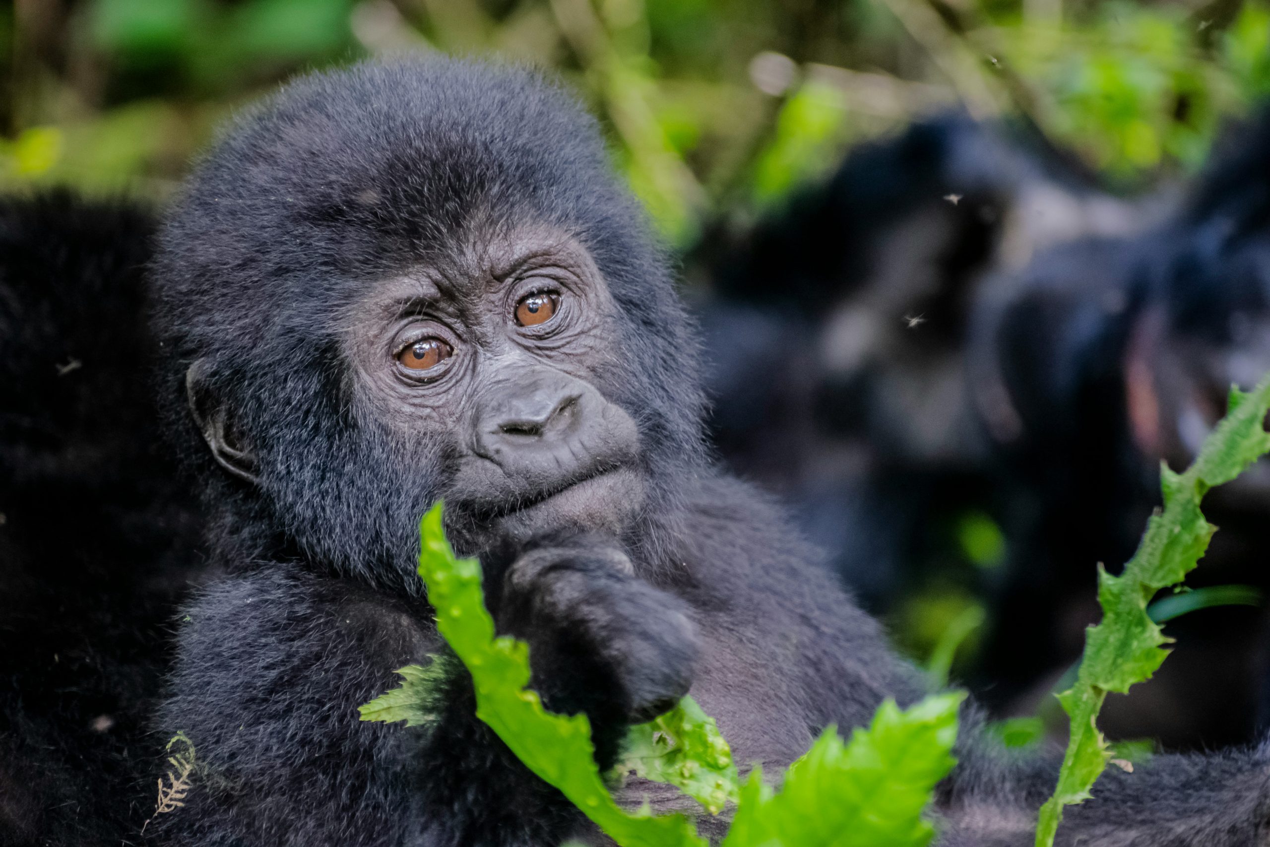 Kwita Izina