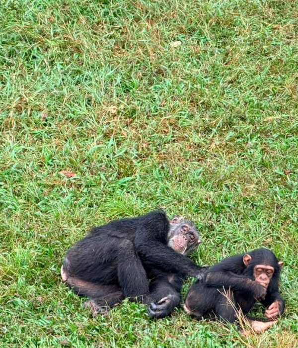 chimpanzee trekking in kibale and kyambura parks