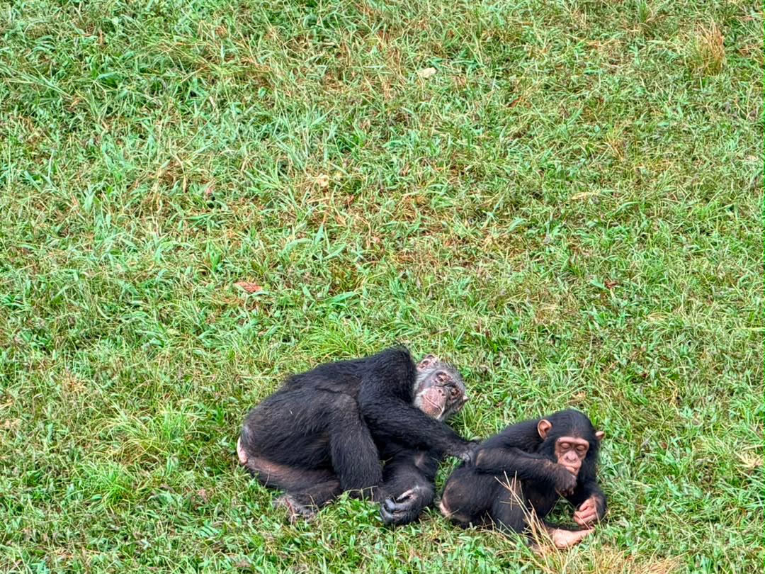 chimpanzee trekking in kibale and kyambura parks