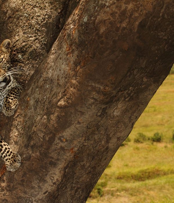 Tanzania Safari packages