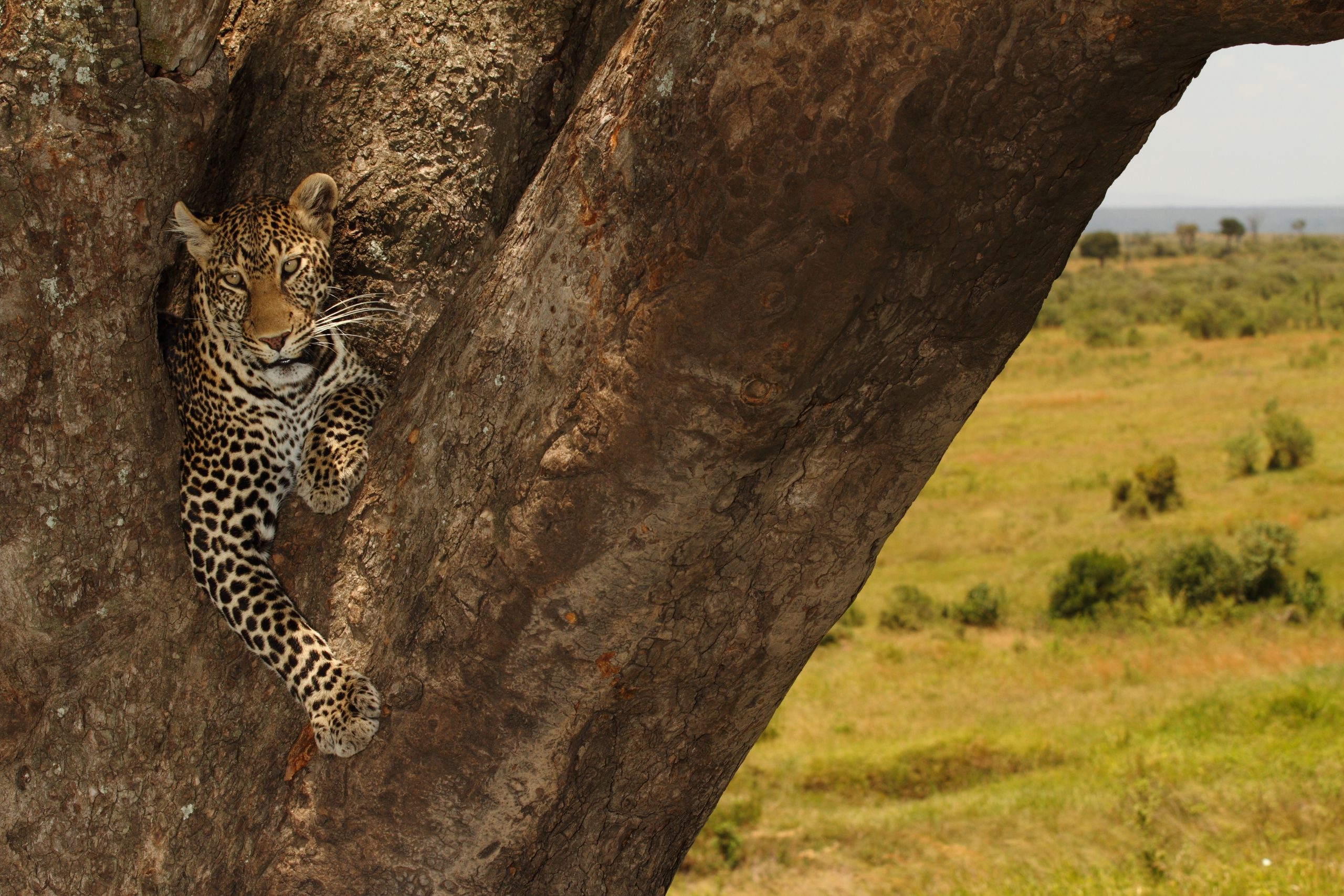 Tanzania Safari packages