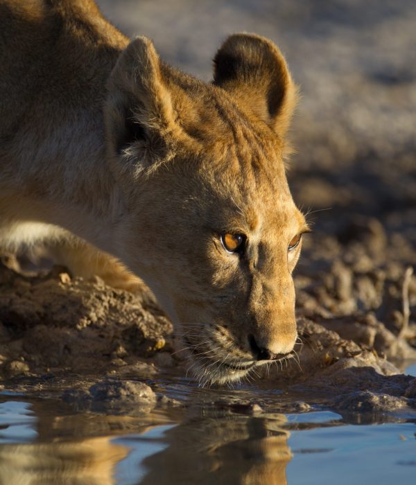 17 days African safari