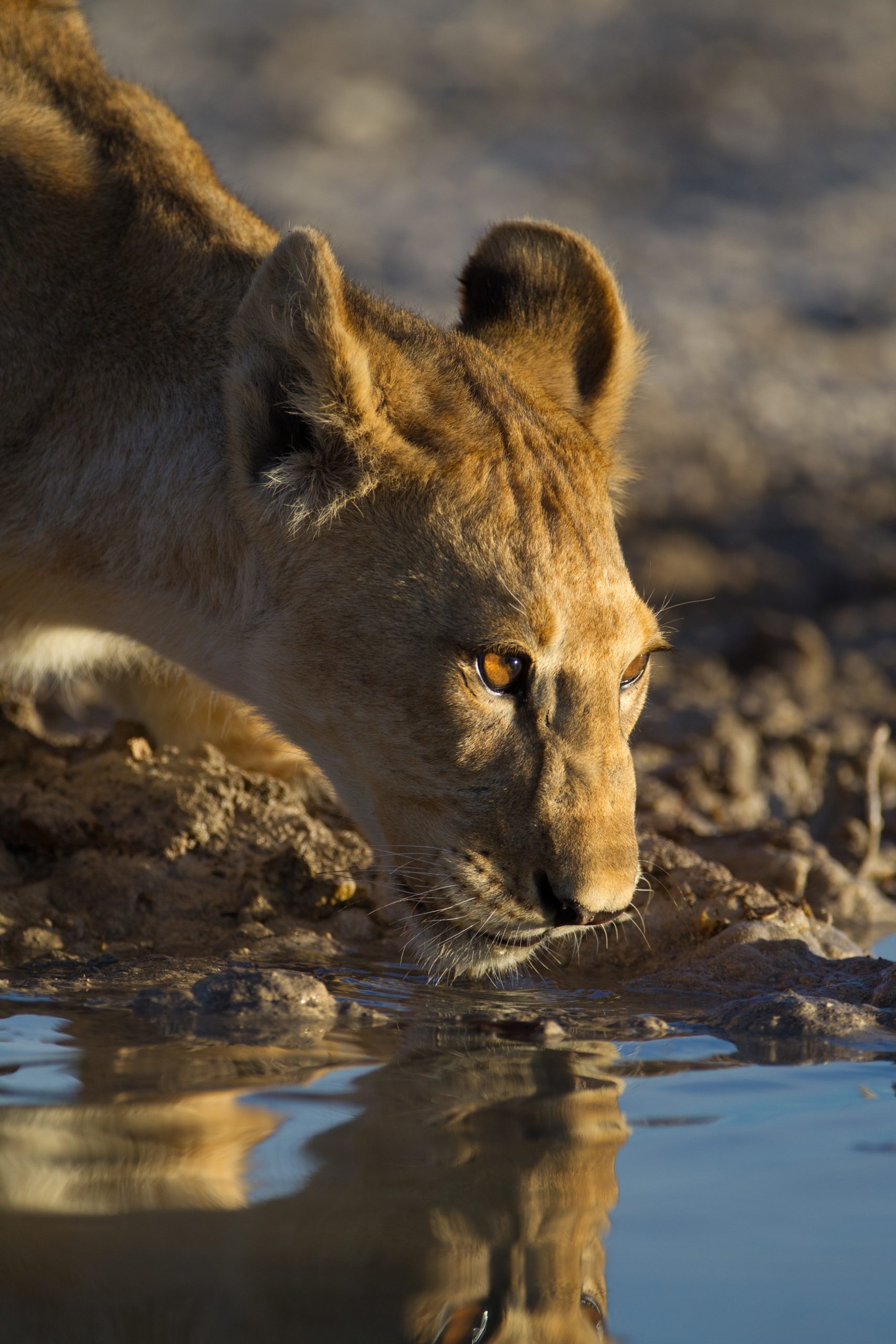17 days African safari