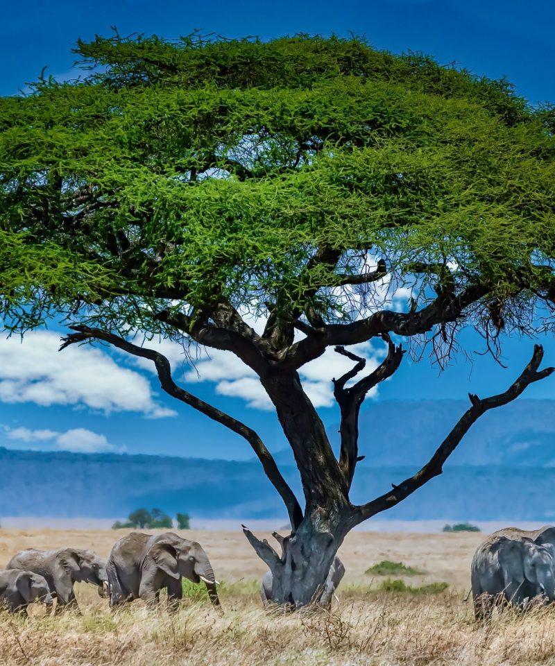 East Africa Safari Itenary