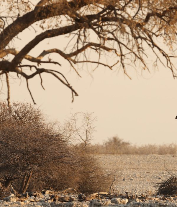 Christmas safari in East Africa