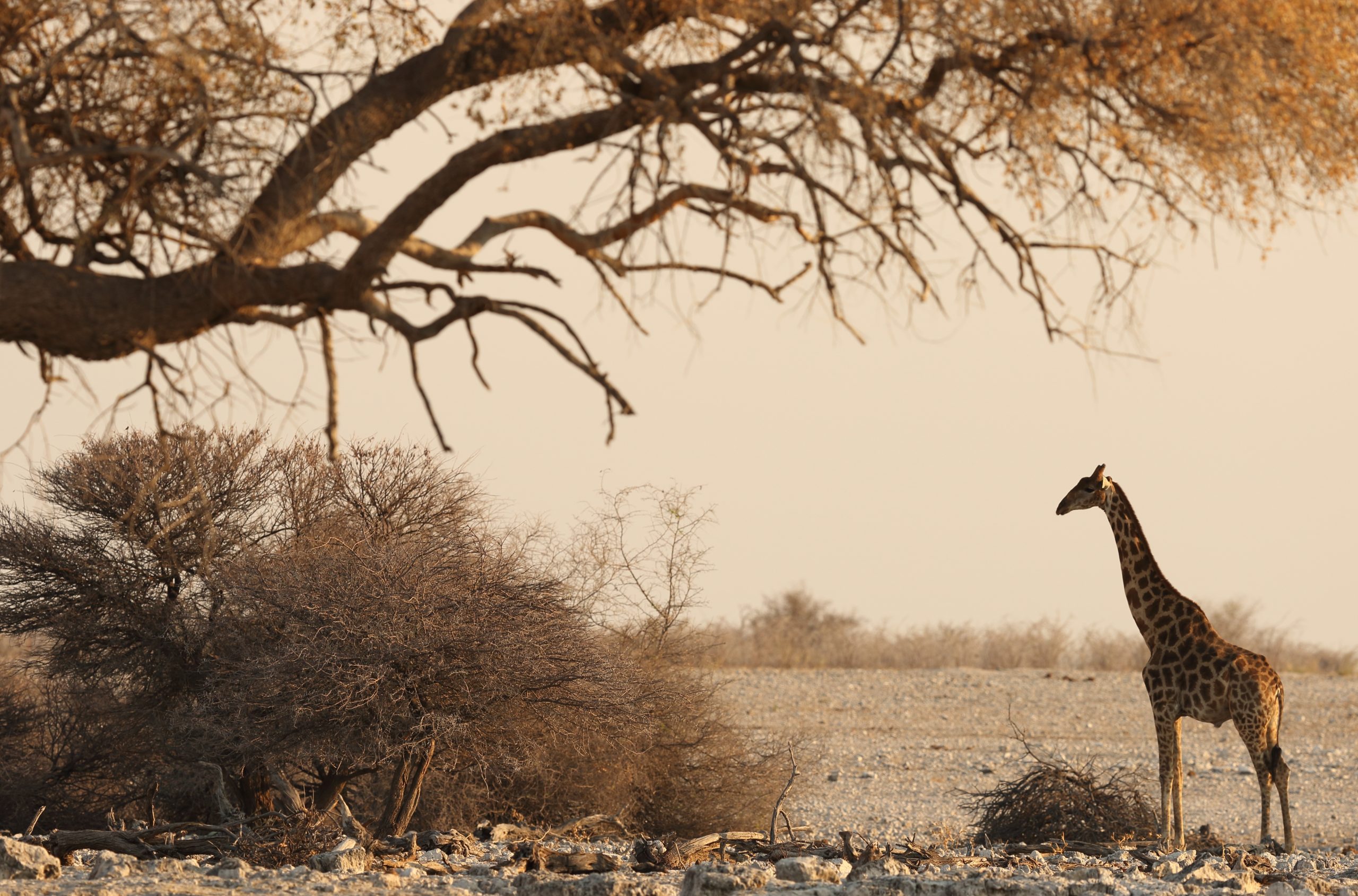 Christmas safari in East Africa