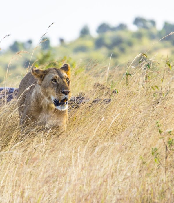 AFCON 2027 Nairobi Hotels & Masai Mara Safari