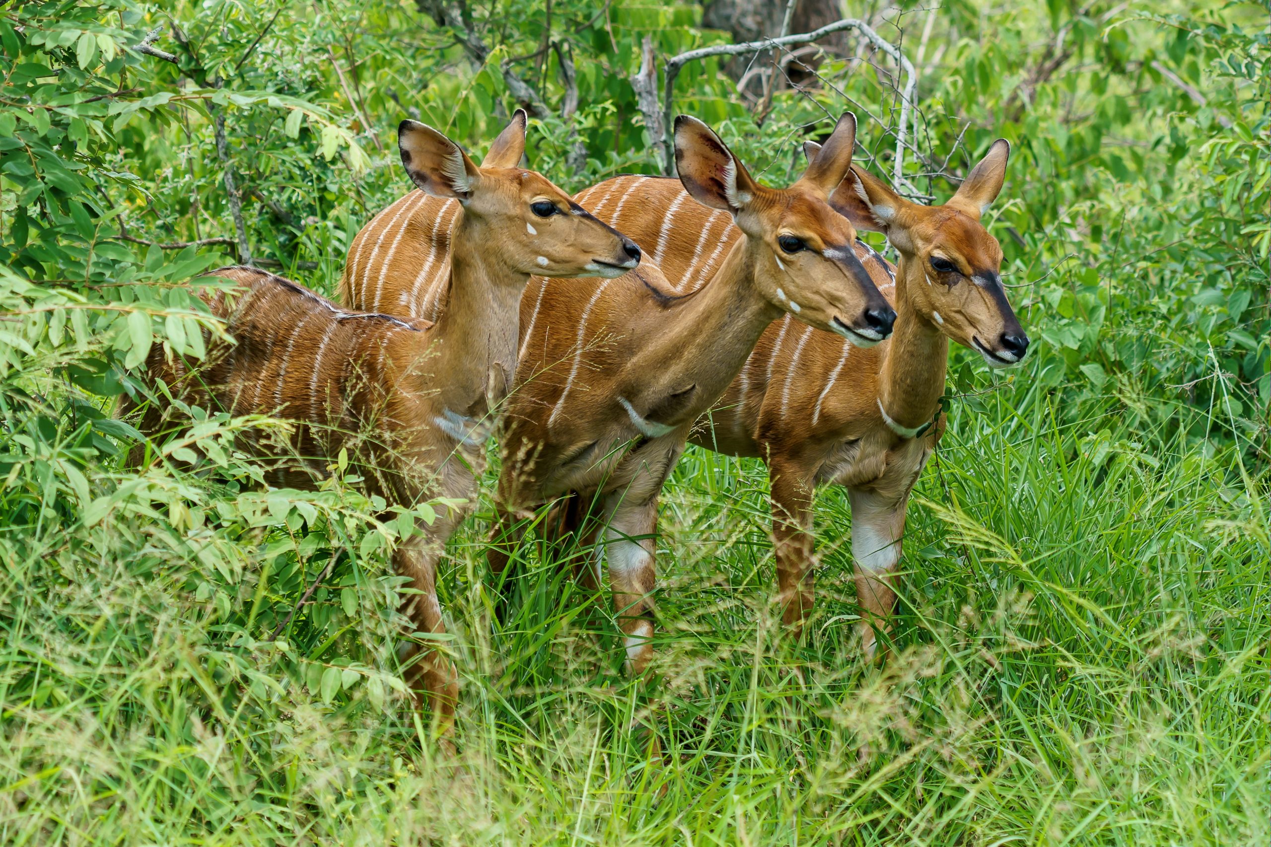 Okapi Safari Okapi Safari