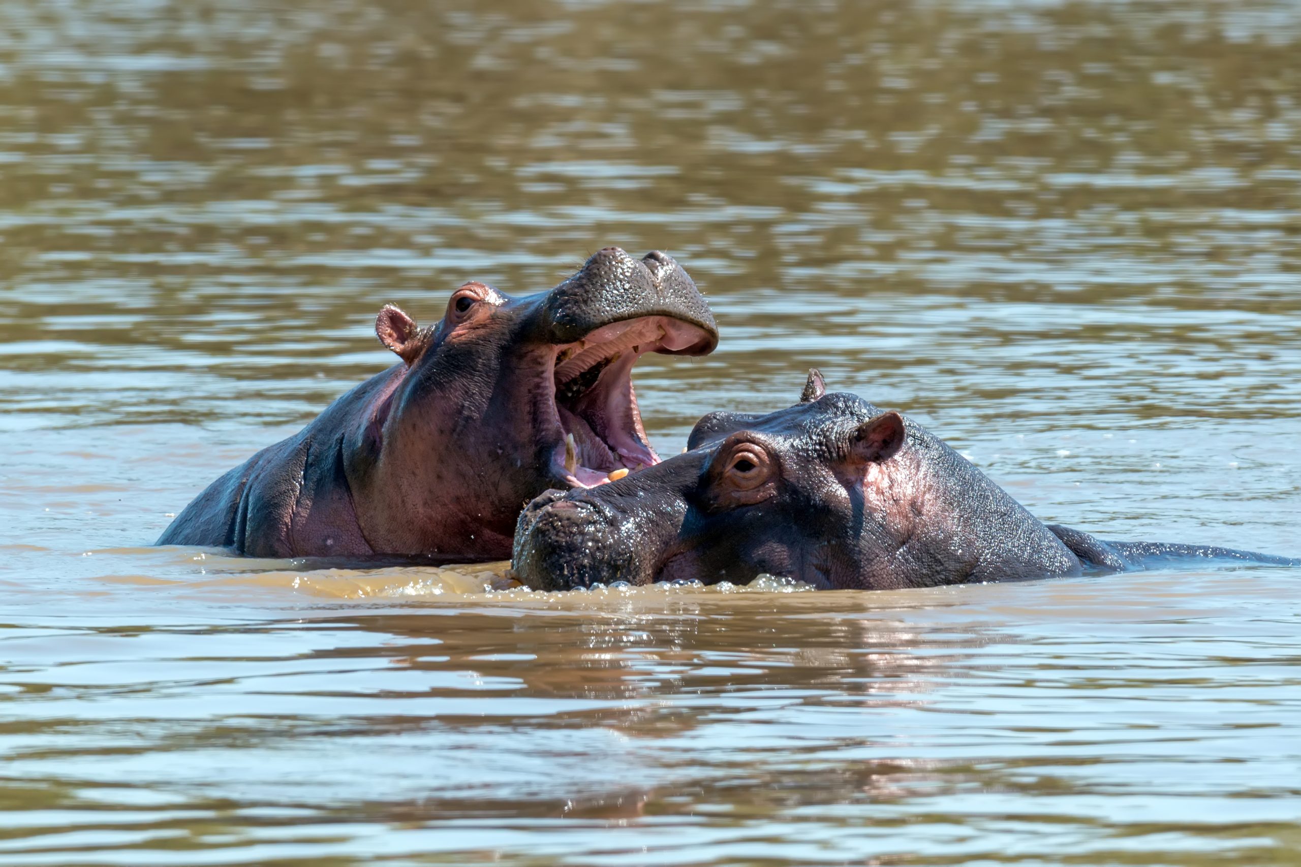 Hippo behavior and Conservation