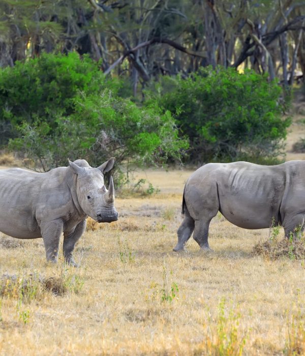 Ol Pejeta luxury safari