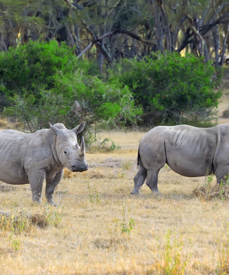 Ol Pejeta luxury safari