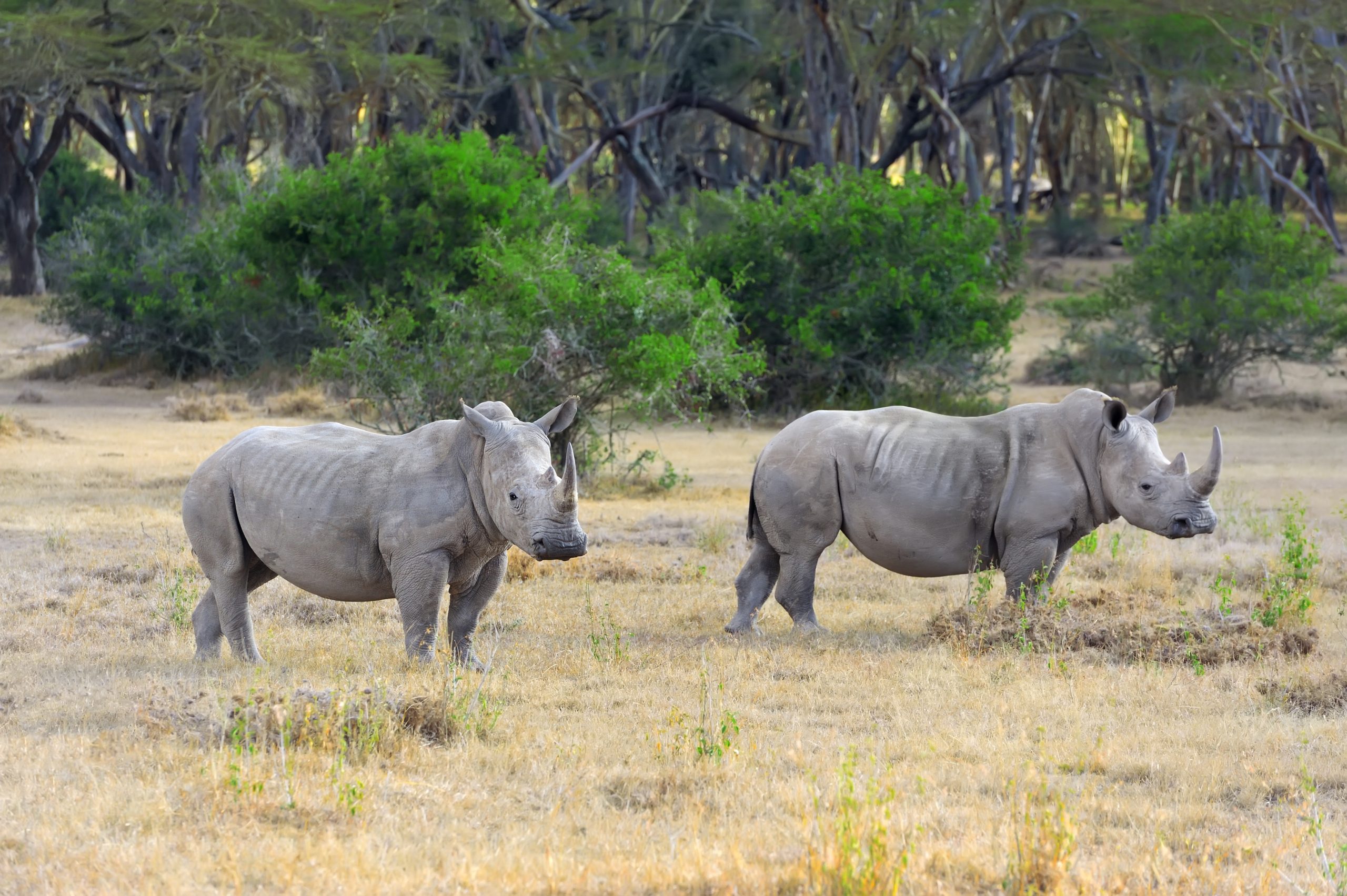 Ol Pejeta luxury safari